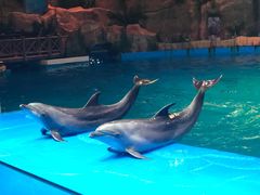 -芜湖新华联大白鲸海洋公园