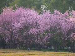-白塘生态植物园