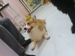 -我爱猫咪·猫咖·狗咖·安哥拉兔·羊驼咖(小寨华旗店)