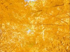 -三里屯东五街银杏大道