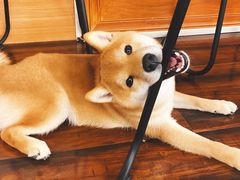 -豆柴町-柴犬主题狗咖(红鼎国际C座店)