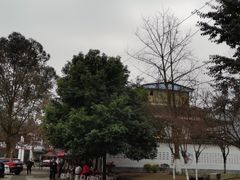 -张醪糟