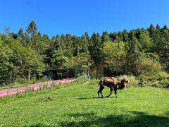 -武陵山森林公园