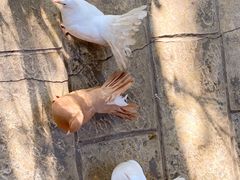 -庐山西海主景区