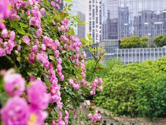 -天鹅湖体育公园