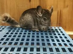 -龟与熊猫宠物公园(南坪店)