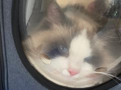 -爱诺耐芙动物医院(万博店)