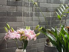 -梧桐舍那(梧桐山店)