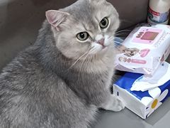 -MOCHA明星猫咖(田子坊店)