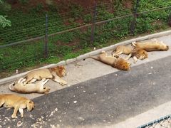 -大连森林动物园