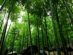 茂林修竹-众神白水涧景区