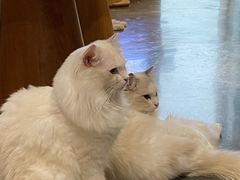 -瞄一喵猫咖(格力海岸店)