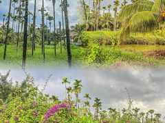 -兴隆槟榔园休闲农庄