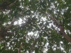 -丁香湖公园