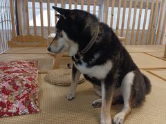 -柴迷FANS CLUB·柴犬狗咖·猫咖
