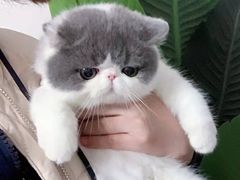 -欣宠猫屋·矮脚拿破仑·蓝金金渐层