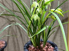 -北京植物园-展览温室