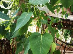 -北京植物园-展览温室