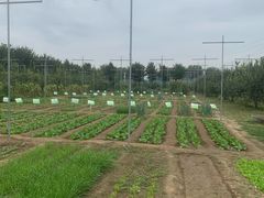 -意大利农场度假村