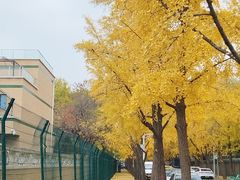 -三里屯东五街银杏大道