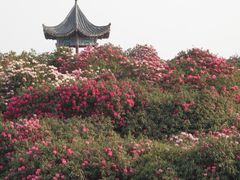 -贵州百里杜鹃风景名胜区