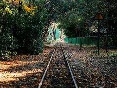 -上海共青森林公园