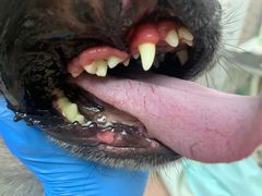 -读宠于你·约克夏比熊·睫角守宫·爬宠售卖(高新店)