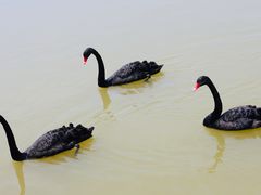 -荷兰花海
