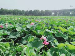 -荷塘月色湿地公园·向阳花洲