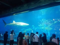 -烟台海昌鲸鲨海洋公园