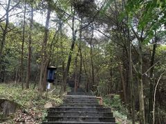 -铁山坪森林公园