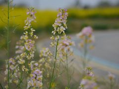 -中国天府农业博览园