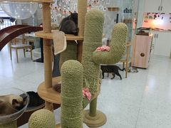 -喵园·猫主题咖啡厅·撸猫·猫咖(国贸店)