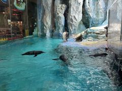 -帝企鹅自助餐厅•儿童岛•真企鹅(长隆企鹅酒店)