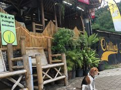 -Jungle Kitchen
