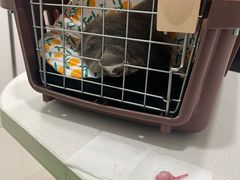 -佳雯宠物医院(四明中路分院)