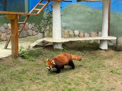 -栾川竹海野生动物园
