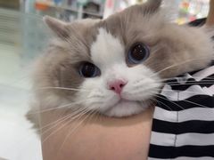 -纳吉亚猫专科动物诊疗中心(蒋宅口分院)