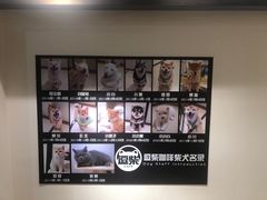-逗柴咖啡屋·狗咖猫咖宠物桌游