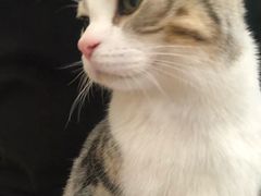 -飞行喵MR PILOT|猫舍·猫咖(静安大融城店)