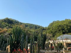 -深圳仙湖植物园