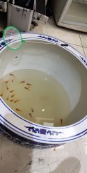 -魅力发型