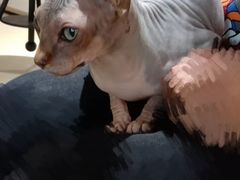 -藏猫猫咖啡主题馆(中央大道店)