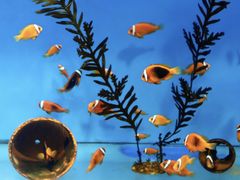 -海合安成都极地海洋公园