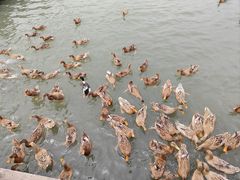 -野鸭湖国家湿地公园