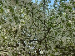 -海棠花溪(元大都城垣遗址公园)