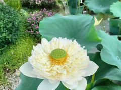 -云溪植物园