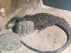 -上海大自然野生昆虫馆(东方明珠·爬宠昆虫探索中心)