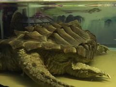 -上海大自然野生昆虫馆(东方明珠·爬宠昆虫探索中心)