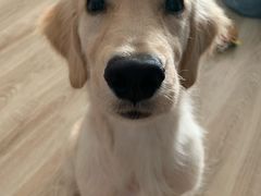 -翊宠yipet猫狗购宠庄园犬舍•猫舍